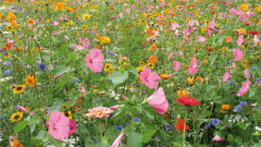 Blumenwiese Grünkraut